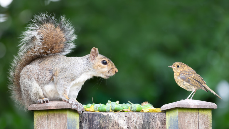 A squirrel and a bird stand together on a stump holding food