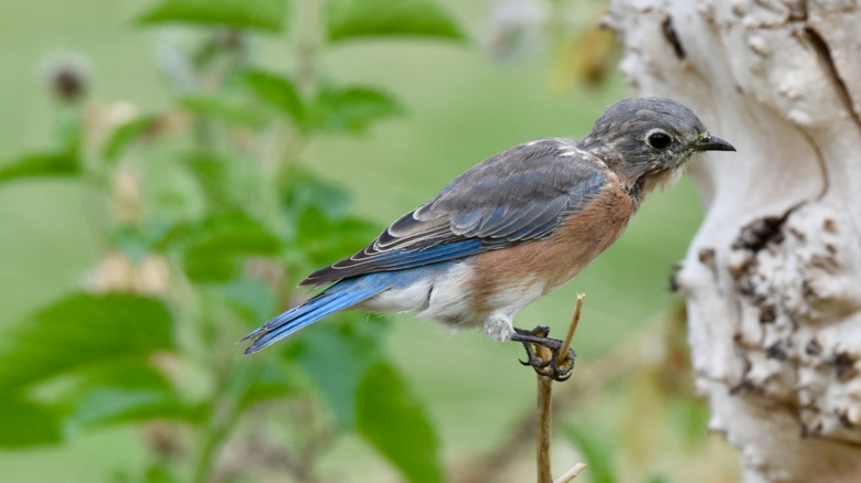 Bluebird perched on a twig