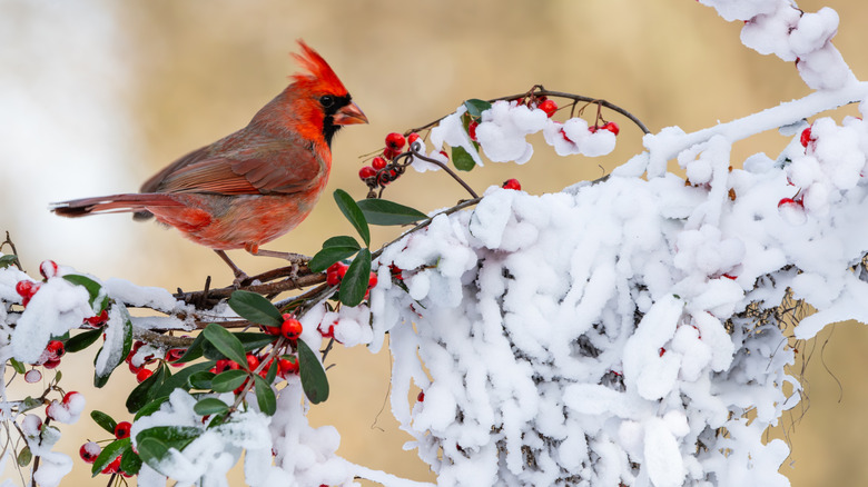 Male cardinal sits on a snow-covered branch eating berries