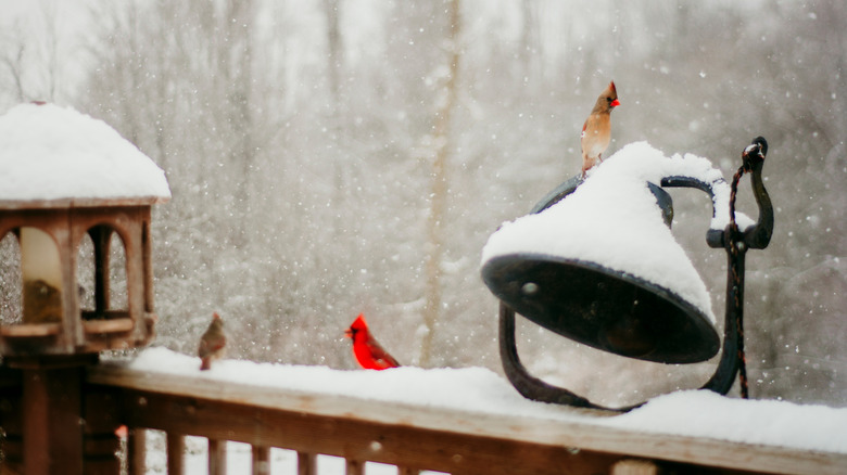 Set of two female cardinals and one male on a snow-covered deck near a feeder