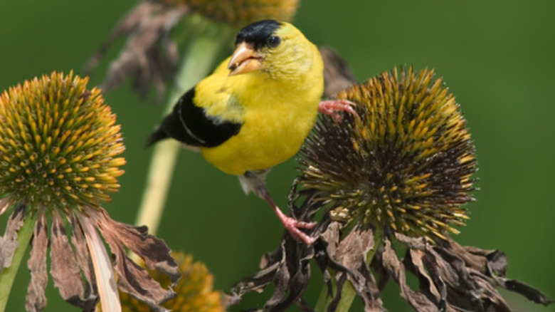 Goldfinch eating seeds from a coneflower