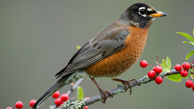 American robin perched on a branch with berries