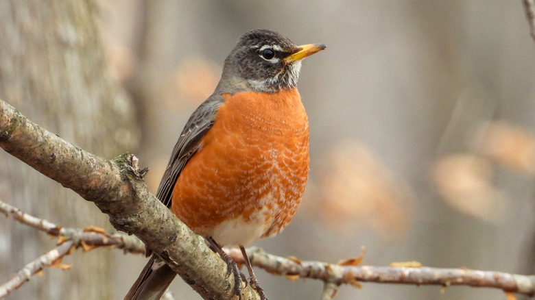 American robin on branch