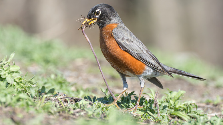 Robin pulling worm from ground to eat