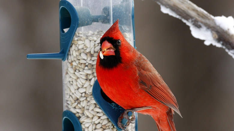 cardinal eating a safflower seed