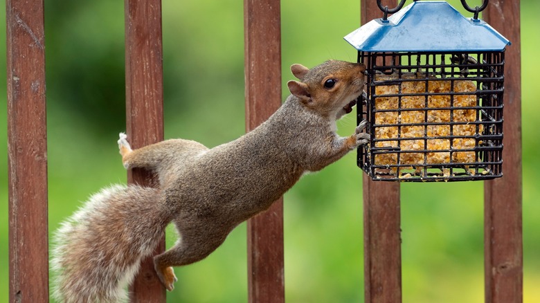 squirrel eating from bird feeder
