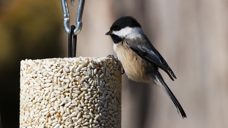 bird feeding on safflower seeds
