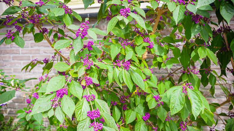A beautyberry bush full of purple berries growing in a backyard.