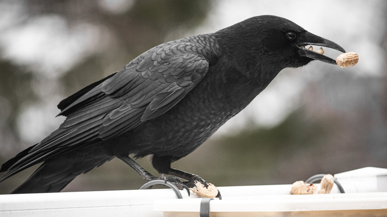 Crow eating a peanut