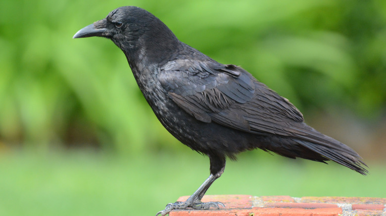 Crow standing on a brick wall