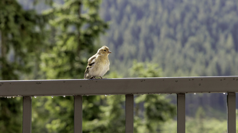 A bird perched on the railing of a deck