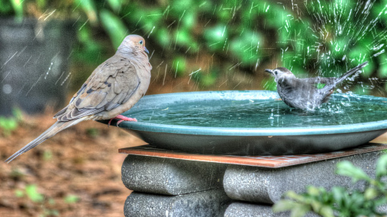 A chickadee splashes in wide, shallow birdbath on concrete columns while a dove sits on the rim.