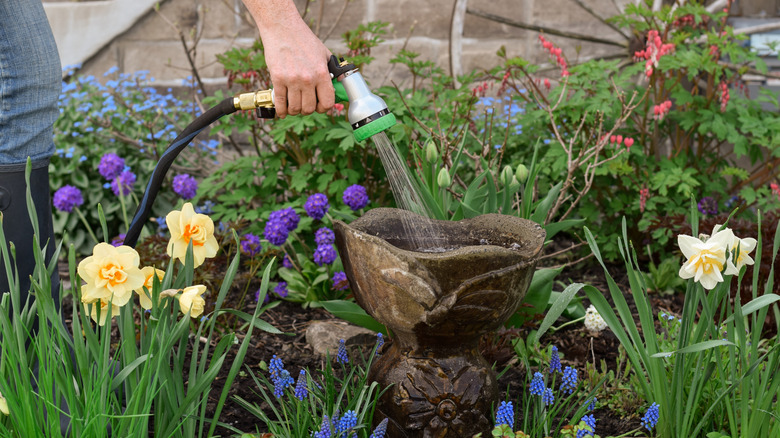 A person fills up a small concrete birdbath with a garden hose.