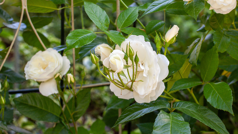 Large white flowers on a metal trellis.