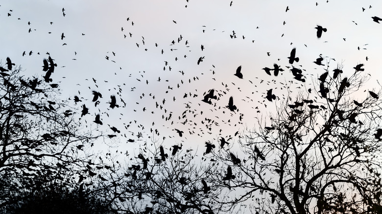 Flock of bird in trees