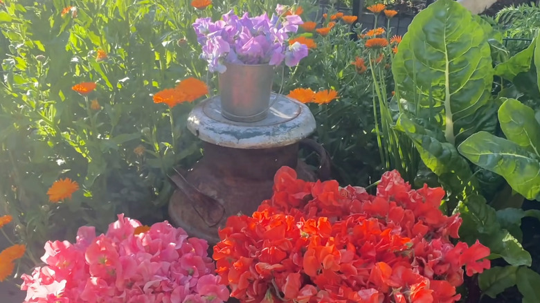 Colorful sweet pea flowers in shades of purple, coral, and orange as patio decor