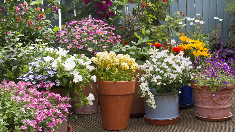Various potted patio flowers in shades of white, yellow, red, pink, and purple