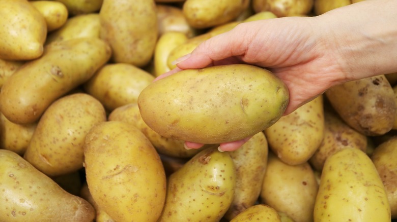 A hand holding one yellow potato over a pile of potatoes