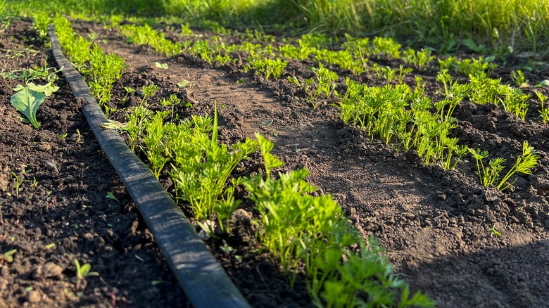 A black drip irrigation hose runs alongside a row of newly sprouted carrots in a garden bed..