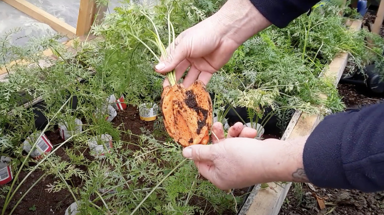 A person holds a carrot above a garden bed that has completely split apart due to inconsistent watering and other issues.