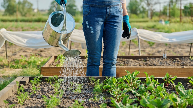 A gardener in denim overalls waters carrot seedlings in a raised garden bed using a metal watering can.