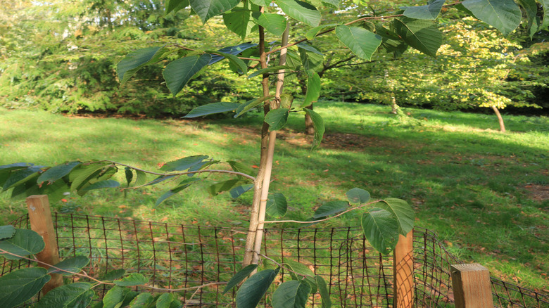 close up of a Corylus fargesii growing outdoors