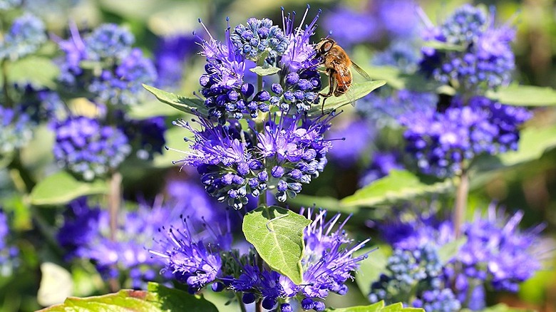 A bee on a bluebeard plant in bloom