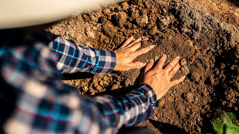 Close-up of a person's hands in the soil lit by sunlight