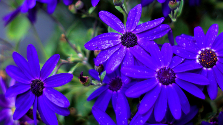close up of blue cineraria