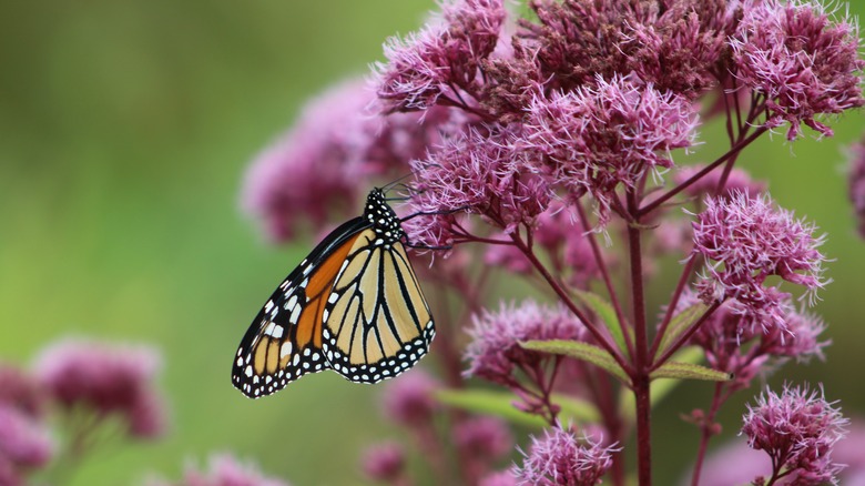 butterfly on joe pye weed