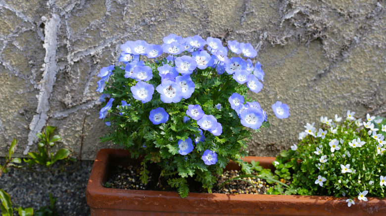 A clump of baby blue eyes in full bloom growing in a large planter alongside a smaller plant with white flowers