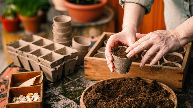 Gardener putting soil in peat pots.