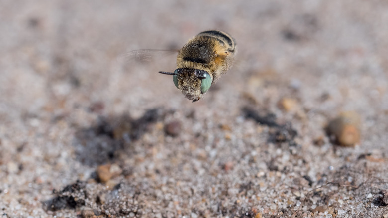 bee burrowing in bare garden