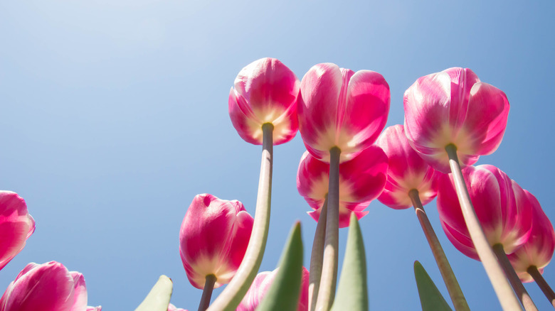 tulips against blue sky