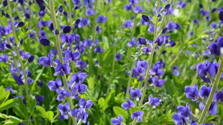 Closeup shot of Baptisia australis, bee friendly blue false indigo