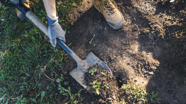 Person digs soil for spring planting in the garden, close-up of a foot and a shovel