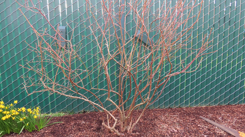 A freshly pruned blueberry bush