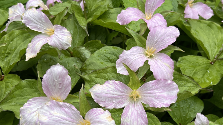 A flowering pink trillium plants grows in a garden.