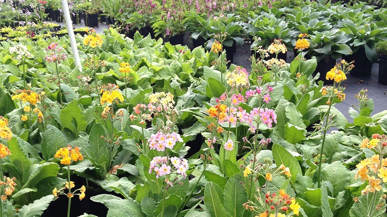Candelabra primulas in one gallon pots ready for sale at a plant nursery in Vermont.