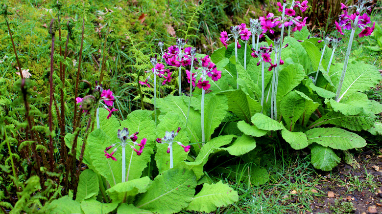 A stand of pink flowering candelabra primulas grows along a border in a damp shaded garden bed.