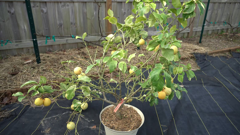 A thriving variegated pink lemon tree in a container outside
