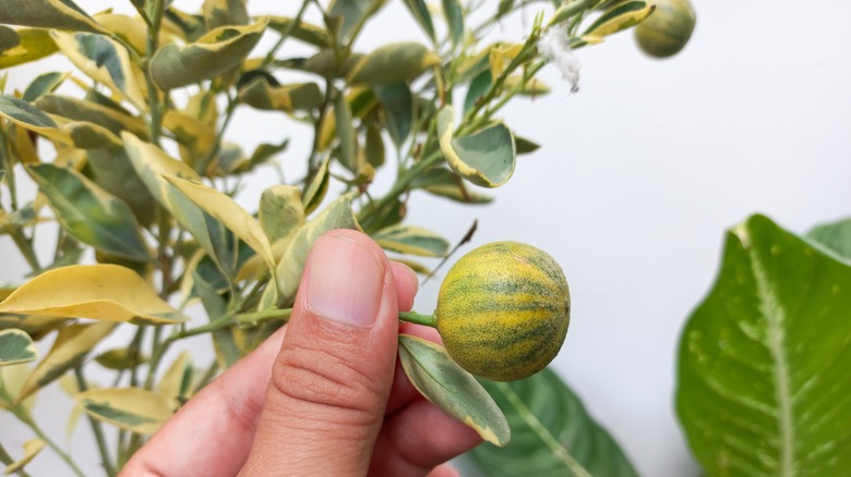 Hand holding fruit of the Eureka pink variegated lemon tree