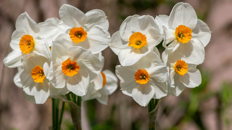 White flowers with yellow centers