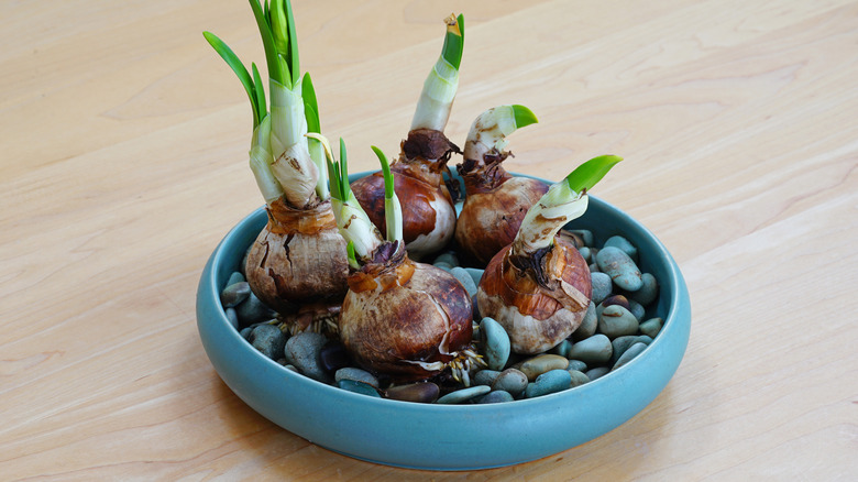 Paperwhite bulbs in a shallow dish with pebbles at the bottom