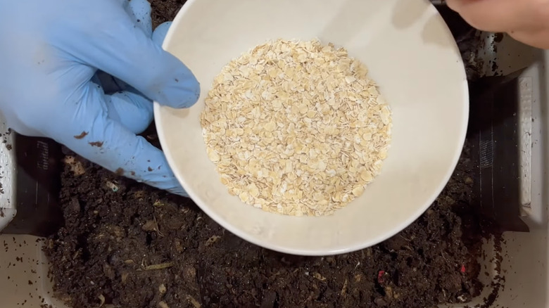 A gardener with a gloved hand holds rolled oats in a bowl over a compost bin.