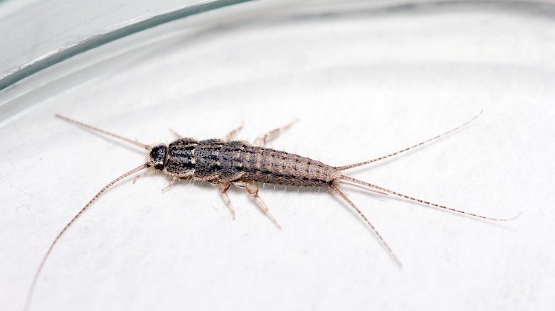 Silverfish crawling on glass