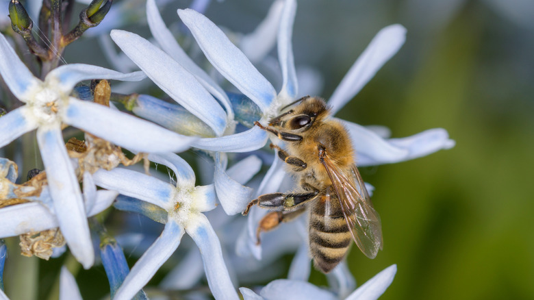 A bee works on pollinating a flowering eastern bluestar.