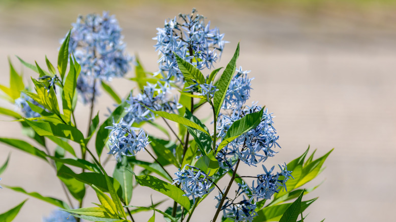 Eastern bluestar flowers pop against a beige background.