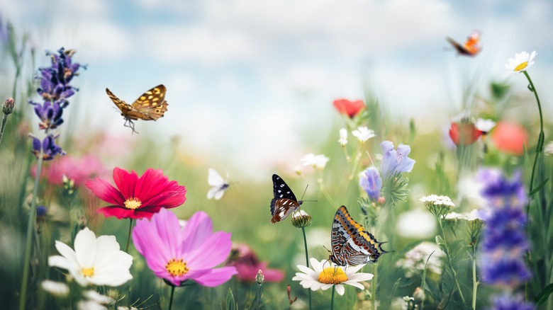 A number of butterflies flitter about various colorful plants in someone's garde.