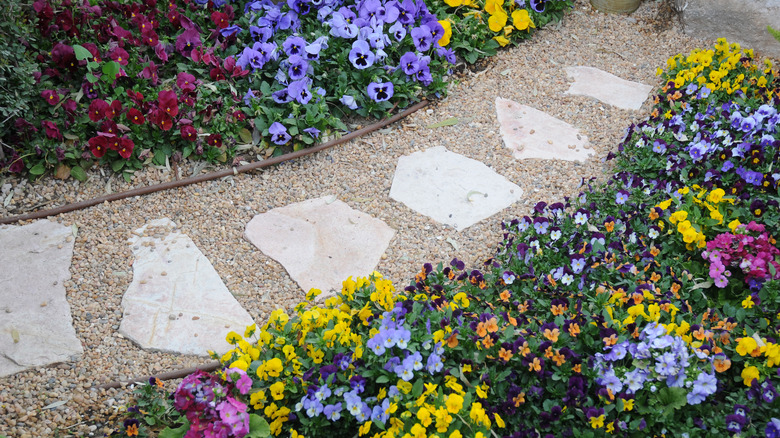 Standard pansies border a path.